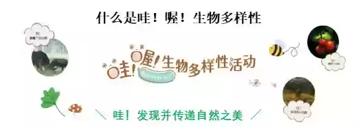 索尼举行“哇!哦!生物多样性摄影比赛”,以影像记录自然的Wow瞬间