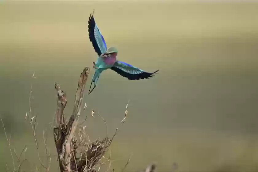 价格再度小幅下跌 尼克尔Z 180-600mm f/5.6-6.3 VR售价11649元 价格再度小幅下跌 尼克尔Z 180-600mm f/5.6-6.3 VR售价11649元