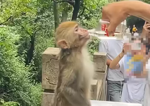 老人给猕猴喂酒现场