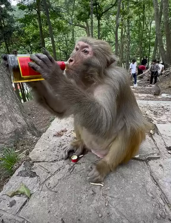 猕猴持酒瓶饮酒