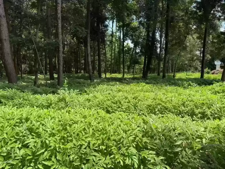 魔芋森林通过HACCP与ISO22000国际双认证，全产业链实力获认可