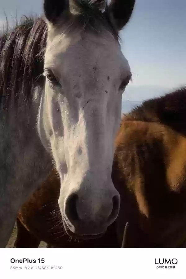 一加哈苏合作结束:一加15首次搭载OPPO LUMO凝光影像