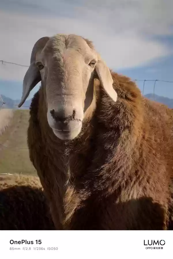 一加哈苏合作结束:一加15首次搭载OPPO LUMO凝光影像