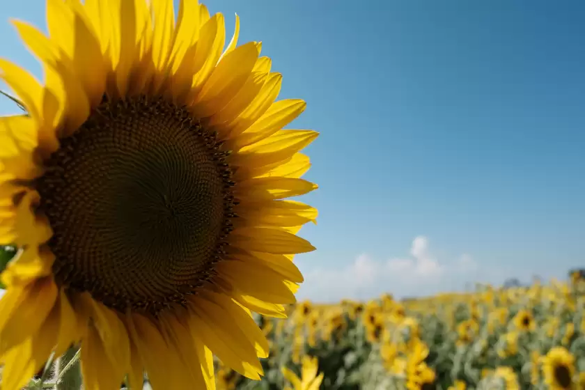 富士胶片发布“富士龙 XC13-33mmF3.5-6.3 OIS”