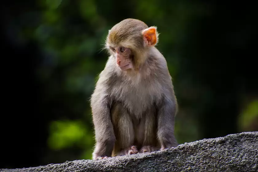 富士胶片发布新款无反数码相机「FUJIFILM X-T30 III」 富士胶片发布新款无反数码相机「FUJIFILM X-T30 III」