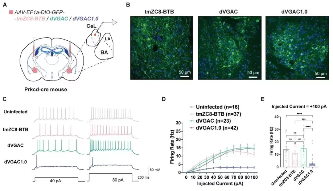 两项世界首次:我国科学家从零设计