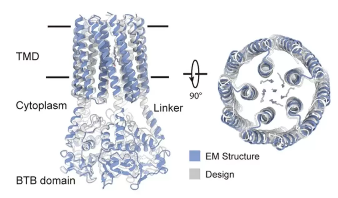 两项世界首次:我国科学家从零设计