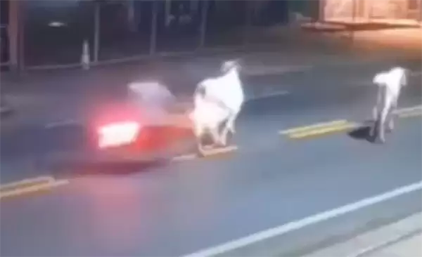 20岁巴西足球前锋凌晨骑摩托车出事故:撞上一头奶牛后身亡