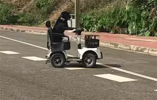 拉布拉多独自驾电动车上路被扣车 狗主人:它是网红 还在学叉车