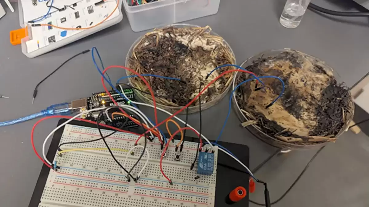 科学家利用香菇菌丝制造出新型忆阻器,抗辐射还能降解