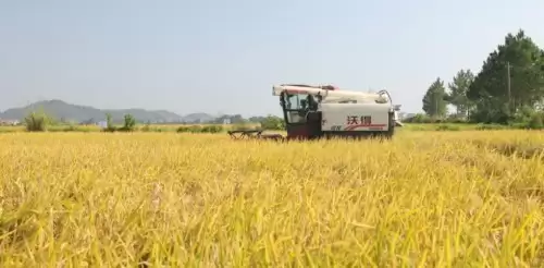 鲁花“乐地生”花生蛋白肽水溶肥水稻测产观摩会 在江西万年举行