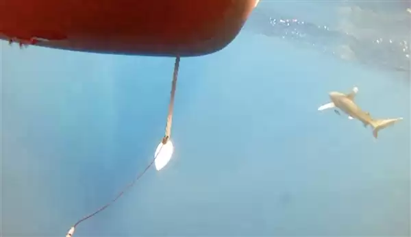美国“光鱼”无人水面艇遭鲨鱼袭击 摄像头拍到惊愕一幕