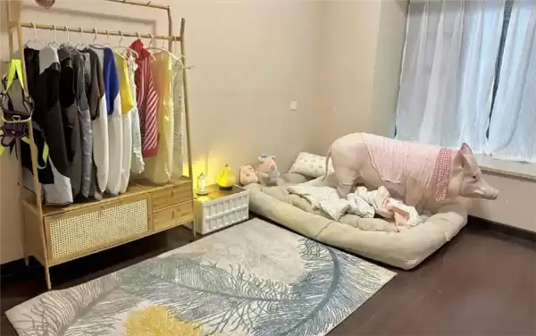 成都情侣遛130斤大猪引围观:有专属独立卫浴卧室 每月千元伙食费
