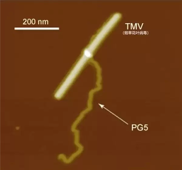 迄今最大的人工合成稳定分子：质量＝2亿个氢原子