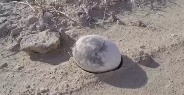 阿根廷发现7000万年前完整恐龙蛋:通体雪白 形似煮熟鸡蛋