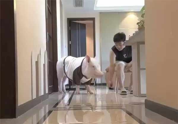 成都情侣遛130斤大猪引围观:有专属独立卫浴卧室 每月千元伙食费