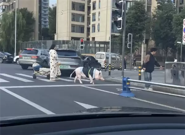 成都情侣遛130斤大猪引围观:有专属独立卫浴卧室 每月千元伙食费