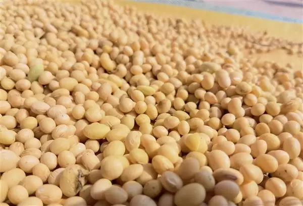 大豆不止能做豆腐!清华团队把大豆做成固态电池电解质 安全且环保