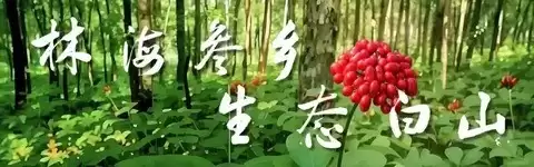 保时捷三季度亏损80亿,电动化转型受挫致全年利润暴跌