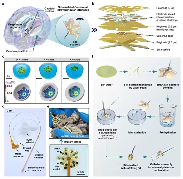 蚕丝蛋白柔性神经界面问世
