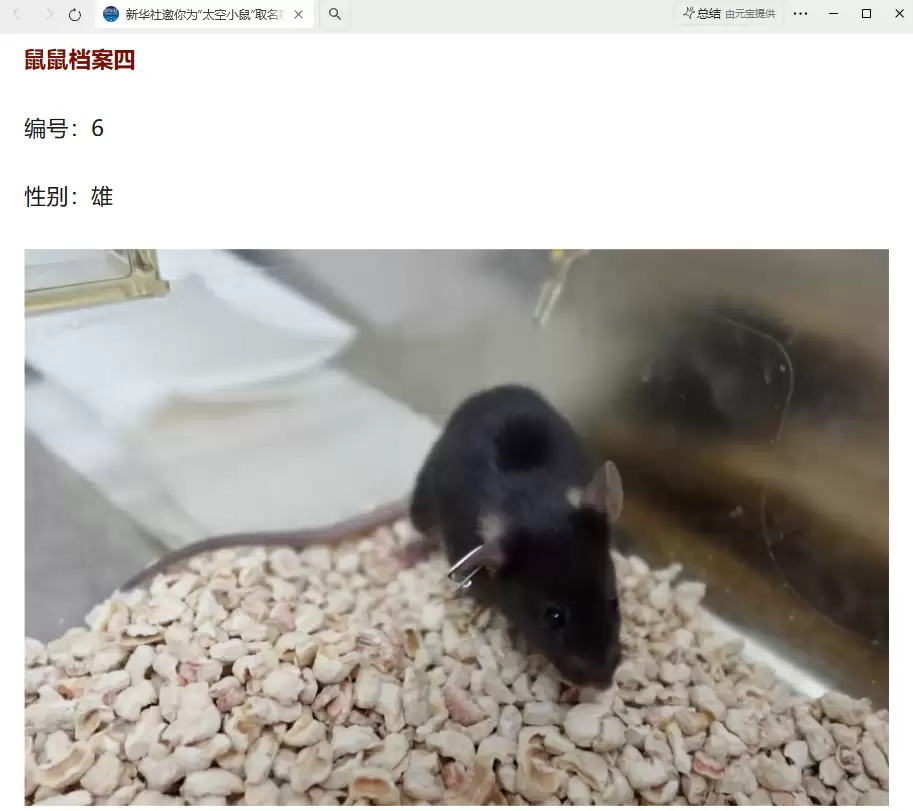 我国四只老鼠“航天员”档案公布,目前状态活泼“感觉”良好