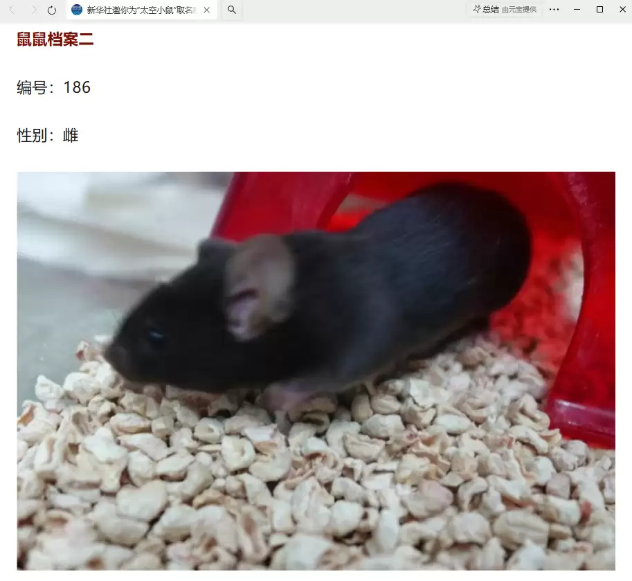 我国四只老鼠“航天员”档案公布,目前状态活泼“感觉”良好