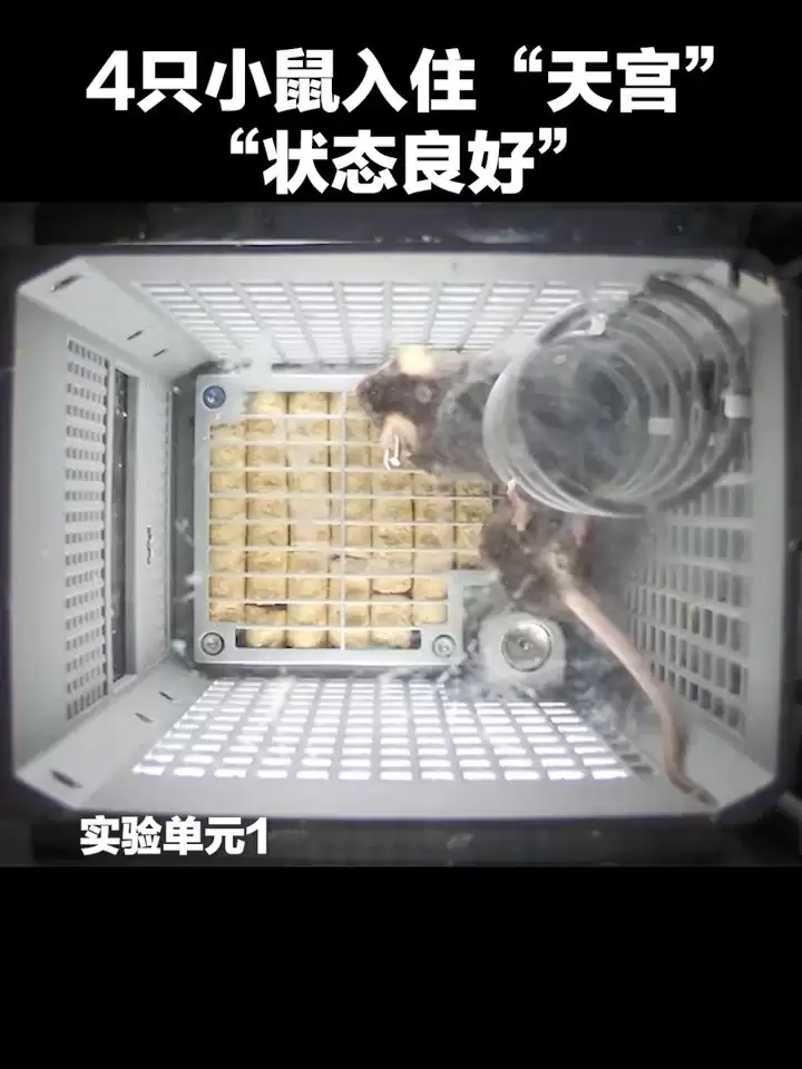 我国四只老鼠“航天员”档案公布,目前状态活泼“感觉”良好