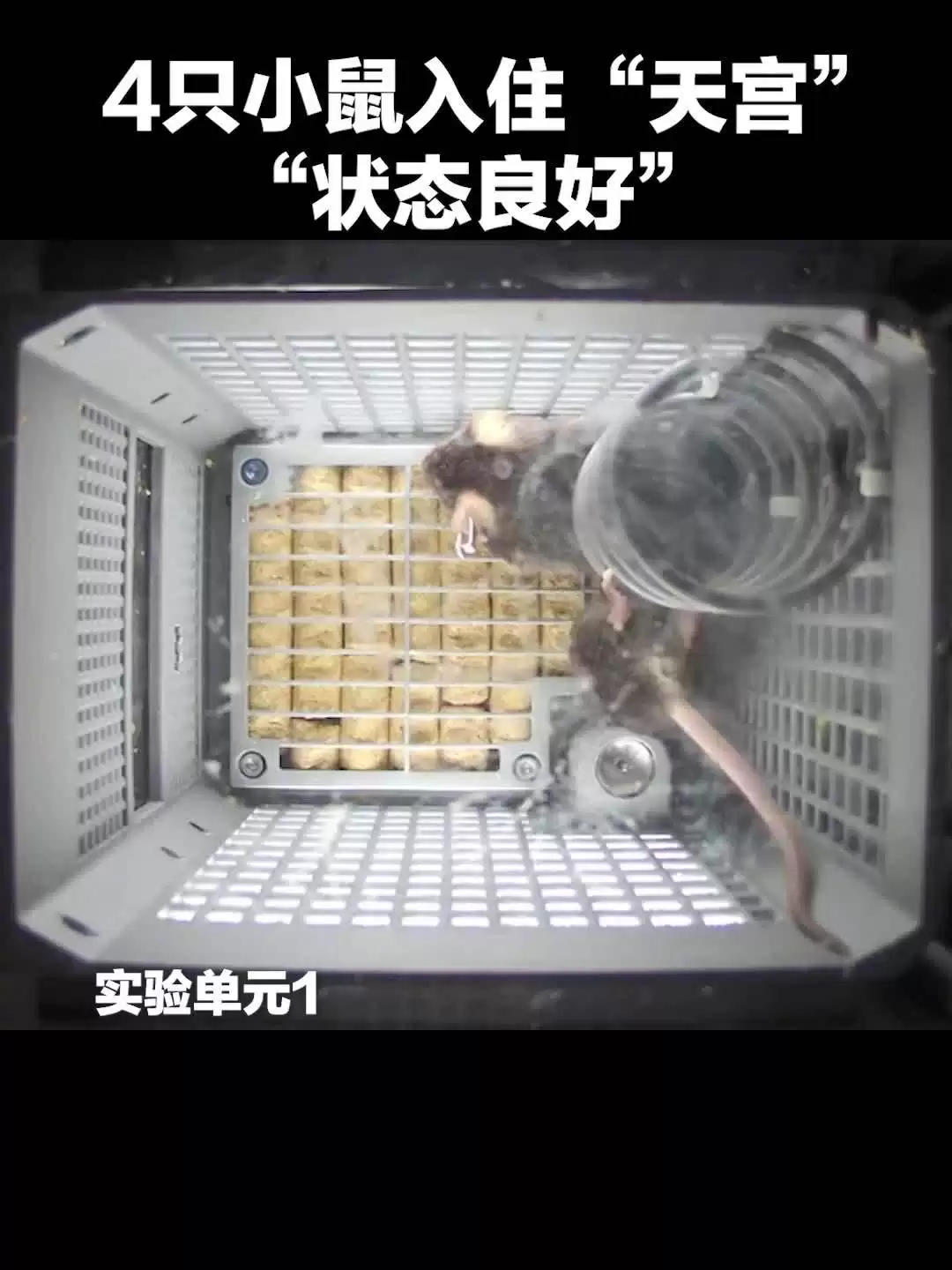 我国四只老鼠“航天员”档案公布,目前状态活泼“感觉”良好
