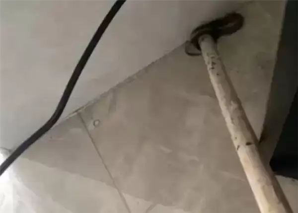 广州一居民家中出现蛇 物业:宠物蛇 已加强管理