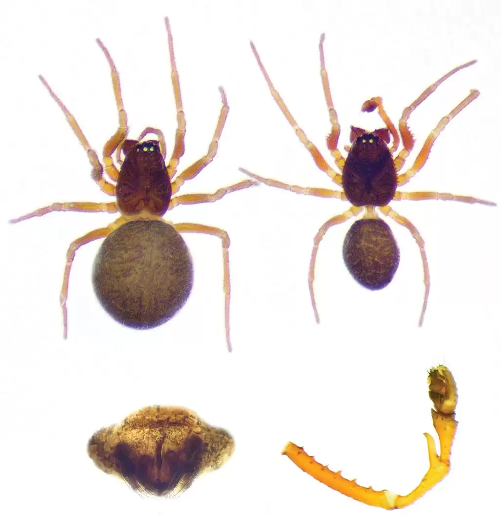 约 106 平方米！已知全球最大蜘蛛网被发现，11 万只蜘蛛的“盘丝洞”