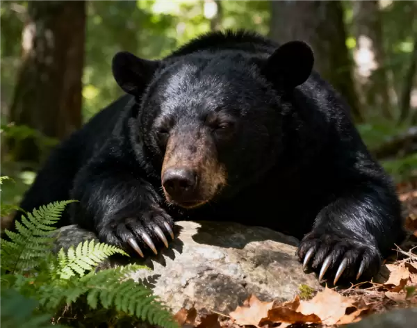 熊害已逼近东京！日本决定允许警方用步枪射杀熊 手枪作用不大