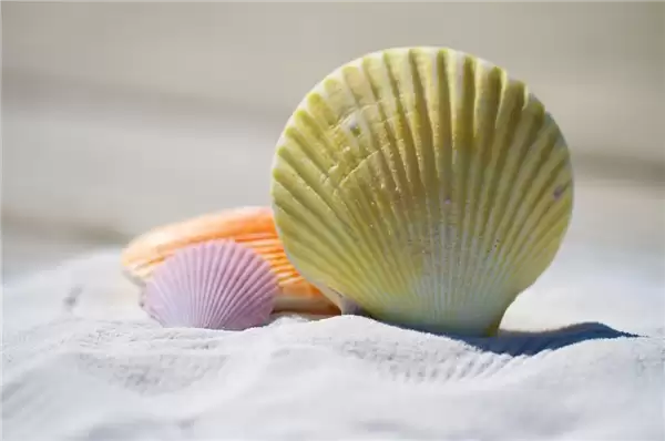 两年禁令松动:日本海鲜首次恢复对华出口