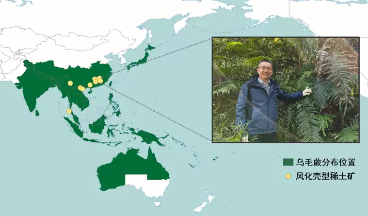 植物也能“造”稀土矿：中国科学院首次在蕨类中发现稀土成矿现象