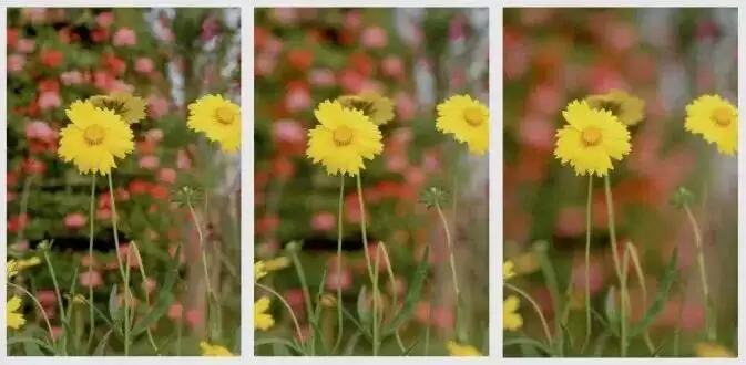 影响照片景深(虚化程度)的 5 个因素