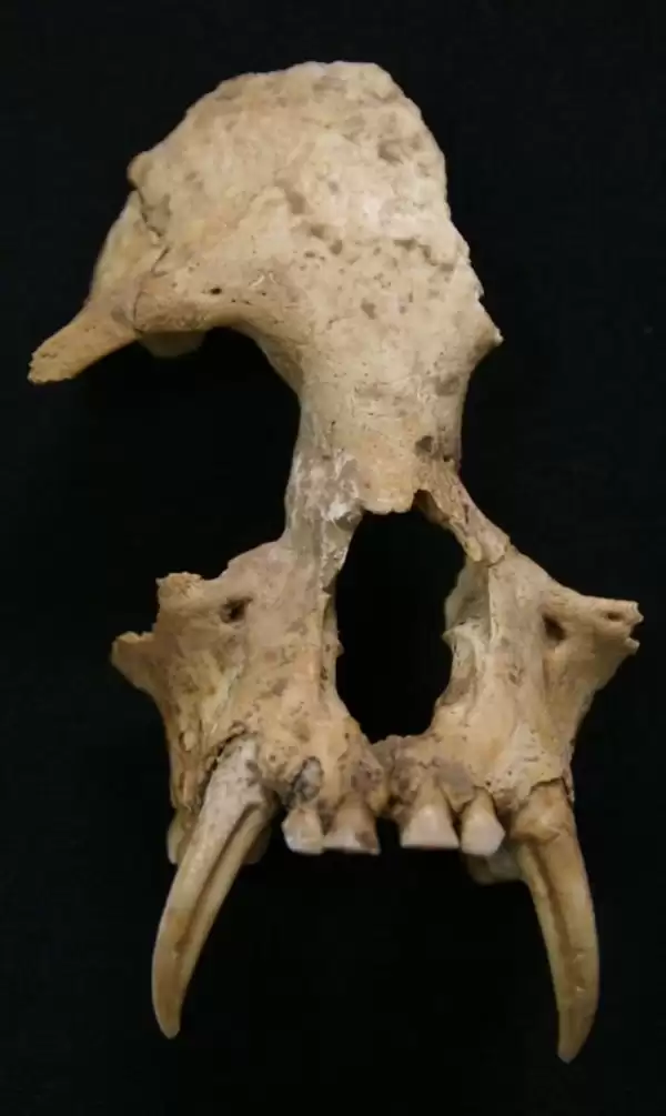 古DNA测序技术最新揭秘:秦始皇祖母陵墓出土长臂猿为灭绝新物种