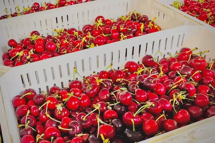 拼多多百亿补贴上线首批车厘子,5斤“智利原箱进口”售价低至154元