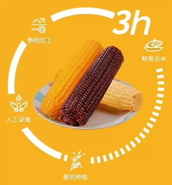 2025年新玉米:刘老杆东北甜糯玉米17元8穗大促