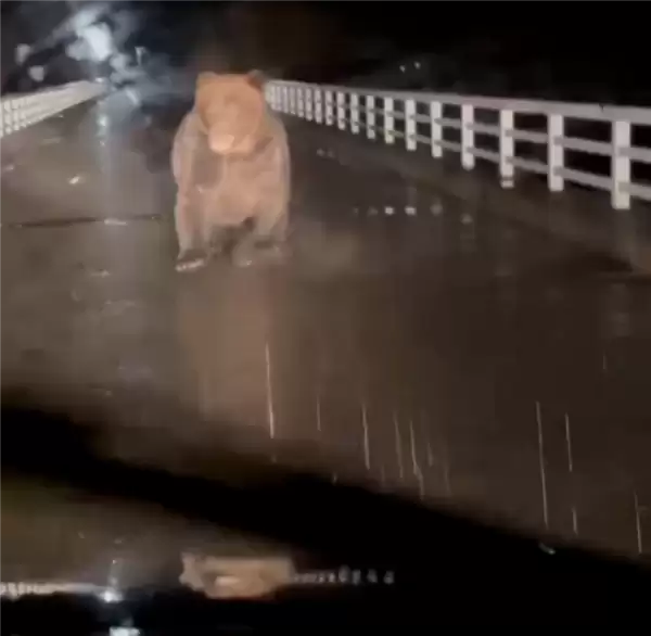 日本北海道一汽车遭熊袭击：引擎盖一巴掌被扇凹陷