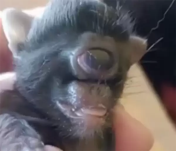 巴西一农场惊现基因突变猫：只有一只眼 长在面部中央