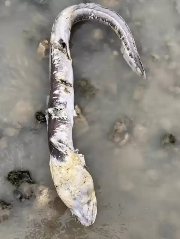 英国海边出现巨型海怪 居民称像外星生物：真相曝光