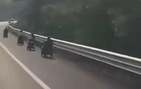 海南高速惊现5辆老年代步车：来过冬的 开导航直接上来了