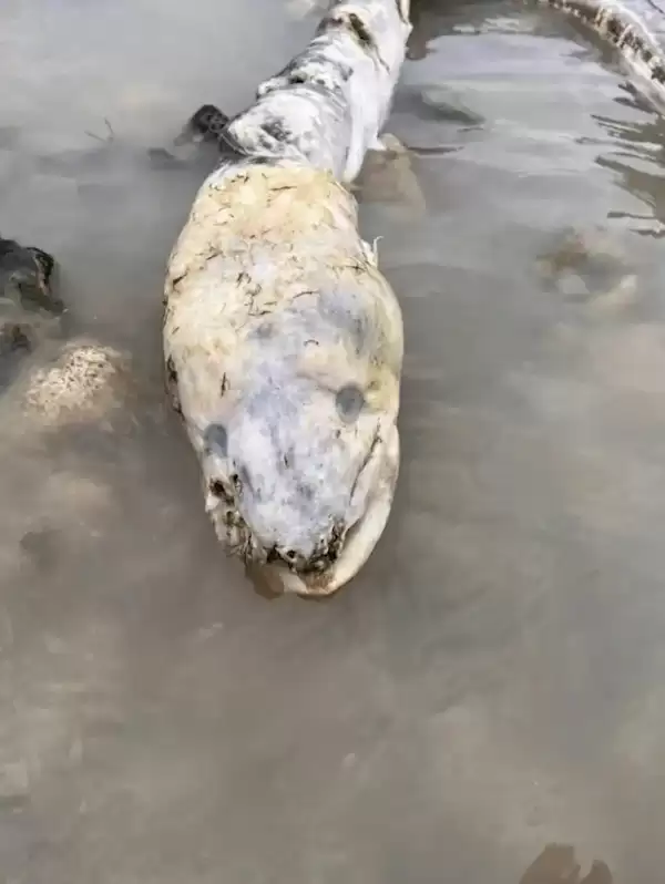 英国海边出现巨型海怪 居民称像外星生物：真相曝光