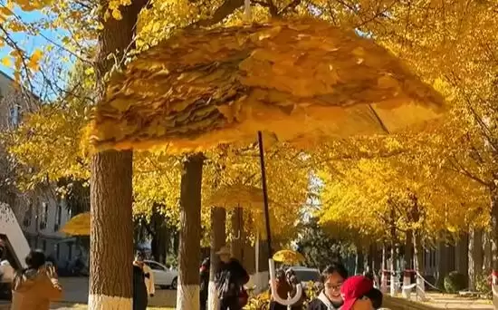 “银杏伞”“银杏帽”火出圈：大学里的银杏叶被玩出花