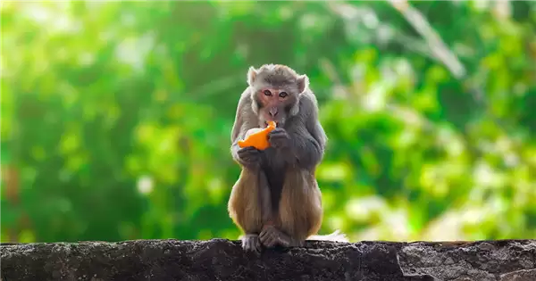 贵州的猴子已经进化到上班了:主打一个“带薪摸鱼”