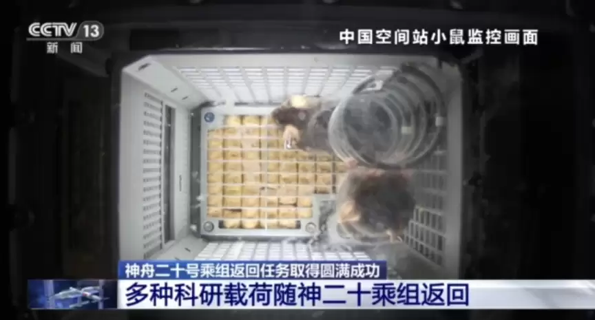 神舟二十一號返回：四隻太空小鼠完成首次在軌哺乳動物實驗
