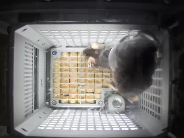 中国空间站第九批实验样品返回并交付科学家：包含四只太空小鼠