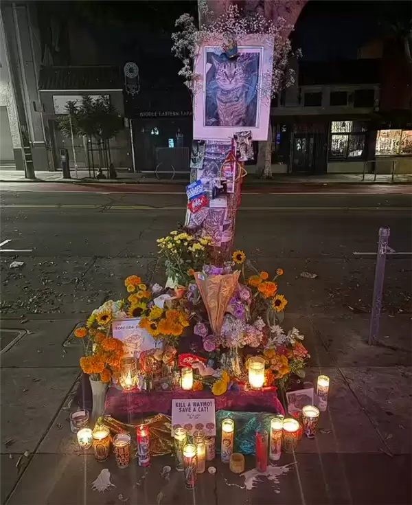 明星猫被撞死后 谷歌自动驾驶公司Waymo陷公关危机