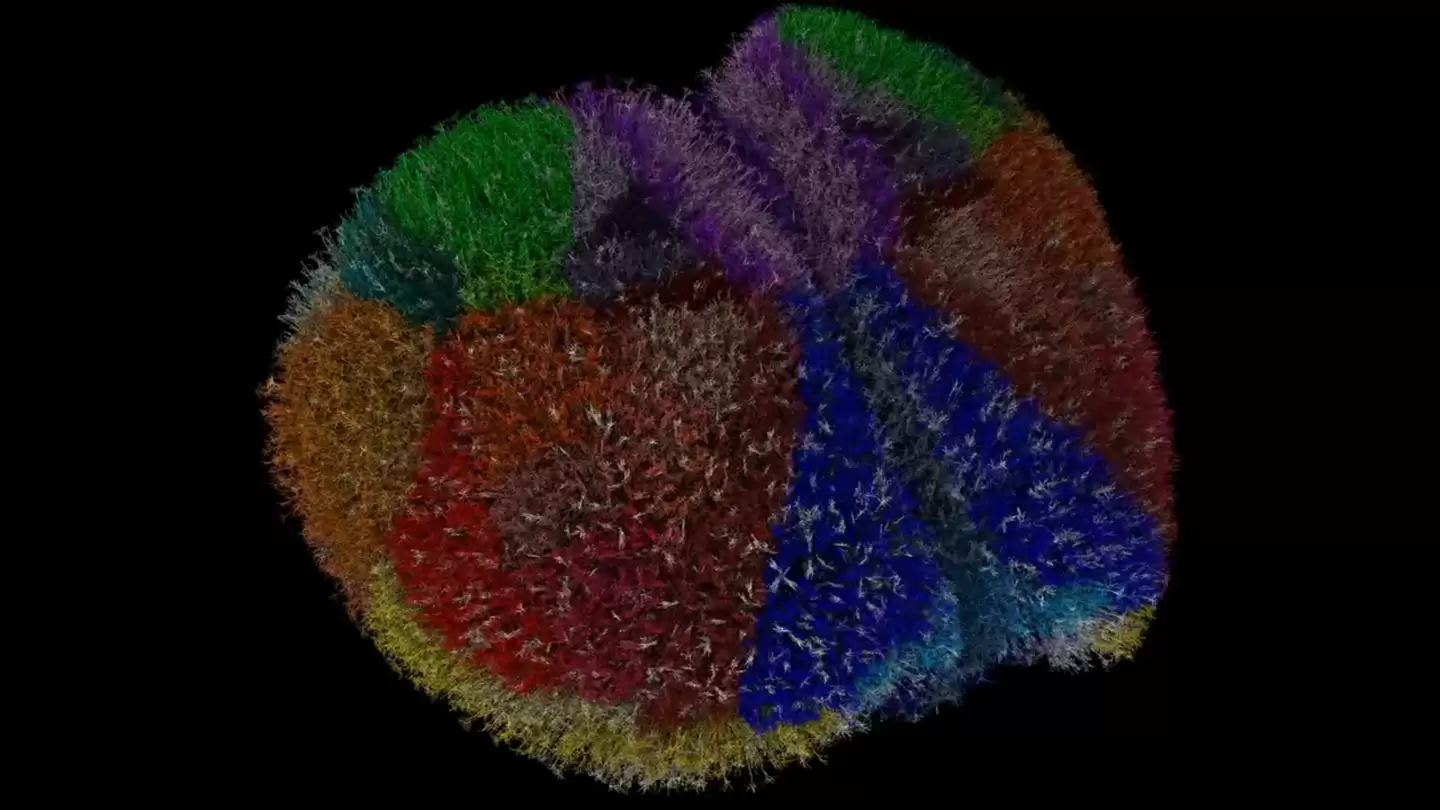 科学家构建迄今规模最大动物大脑模拟系统：完整再现小鼠 900 万神经元、260 亿个突触