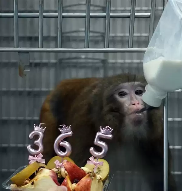 美国之外首个！我国异种器官移植猕猴存活已满一年