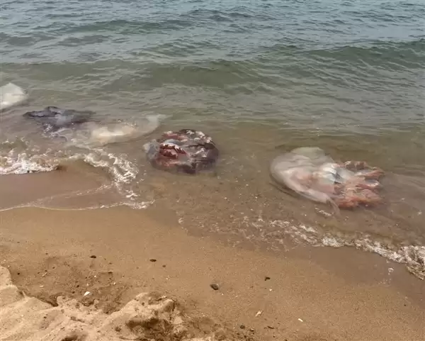 男子酒后骑摩托车压到洒落海蛎打滑摔死 法院判定4方过错